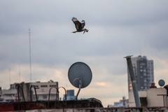 Caracara plancus