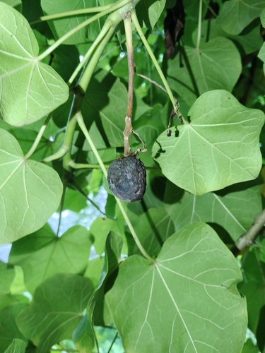 Barbados Nut