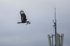 Aves