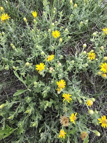 Harsh False Goldenaster