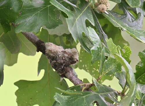 Ruby-throated Hummingbird photographed in Missouri