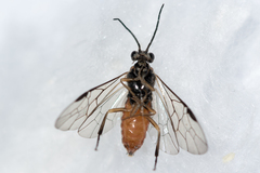 Nematus umbratus