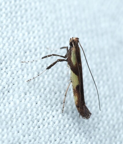 Walnut Caloptilia Moth photo 6