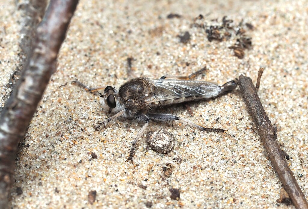 Sand Hammertail