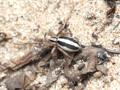 Two-lined Stealthy Ground Spider photo 3