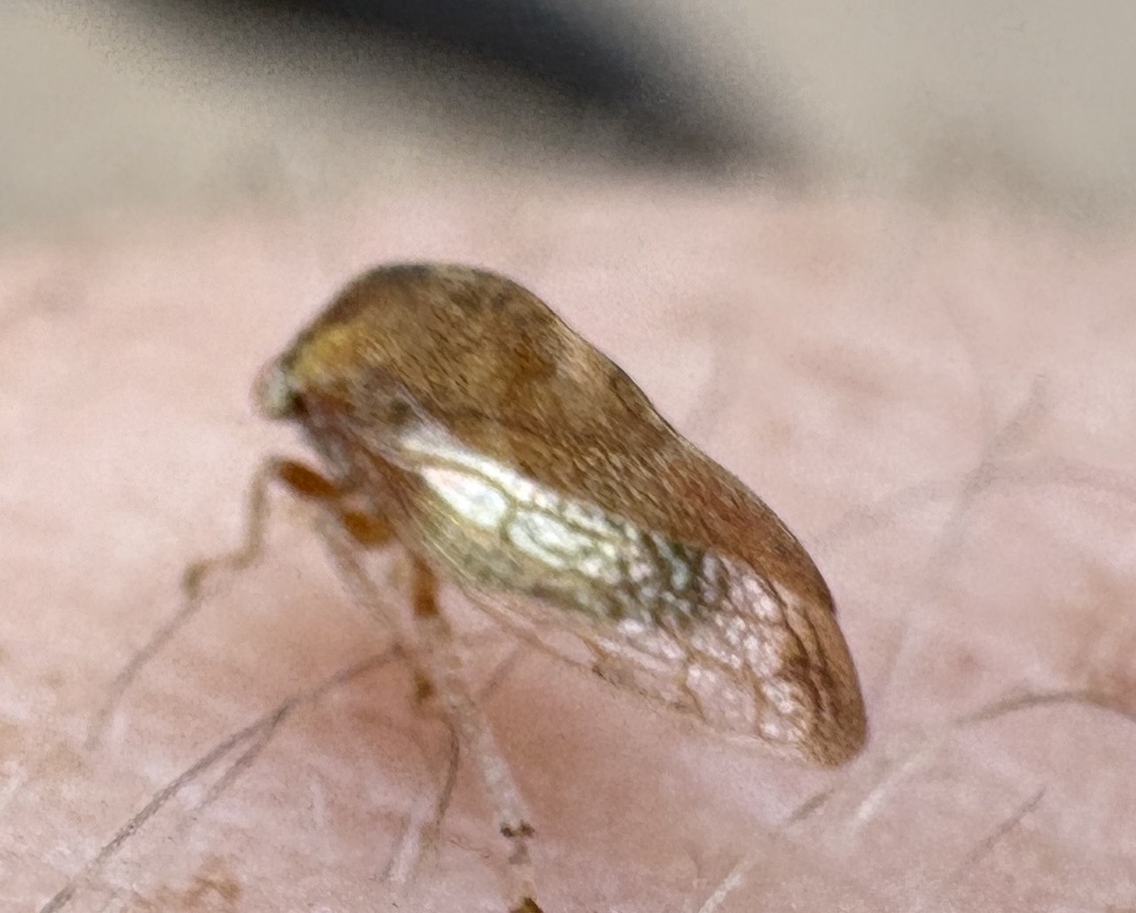 Cyrtolobus acutus