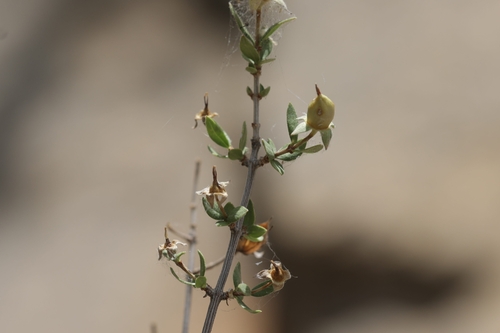 Fendlera rupicola, photograph 4