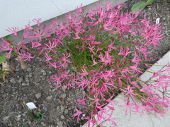 Nerine filifolia