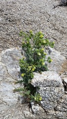 Emmenanthe penduliflora penduliflora