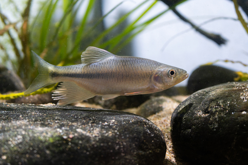 Bandeer-stroomkarper (Parazacco fasciatus) — Cyprinidae