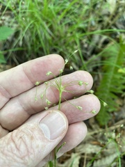 Luzula acuminata carolinae
