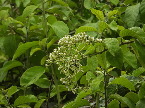 Heliotropium verdcourtii, 2026-07-08