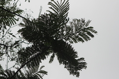 Schizolobium parahyba