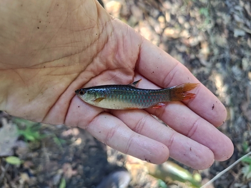 Redspotted tetra (Copeina guttata) — Lebiasinidae — 3