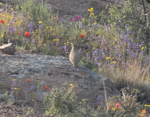 See-see Partridge (Ammoperdix griseogularis)