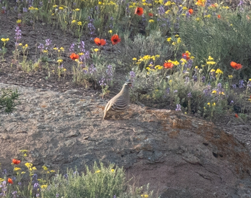 See-see Partridge (Ammoperdix griseogularis), photo 6