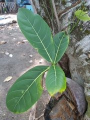 Ficus luschnathiana