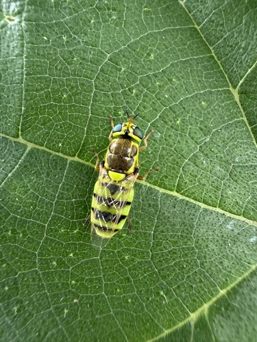 Odontomyia garatas