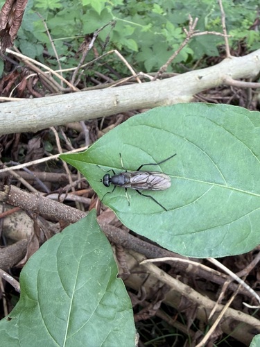 Ptecticus japonicus