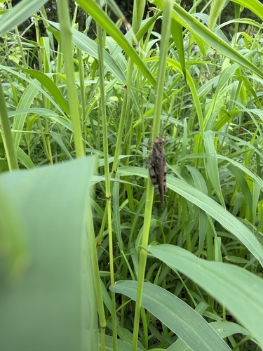 Carinate Locust
