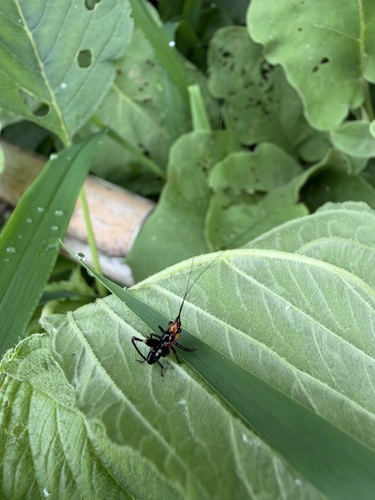 Black-kneed Meadow Katydid