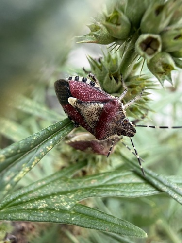 Sloe Bug