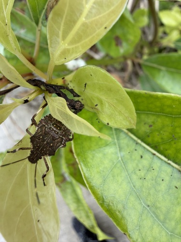 Brown Marmorated Stink Bug