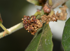 Callirhytis serricornis