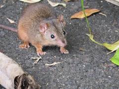 Antechinus