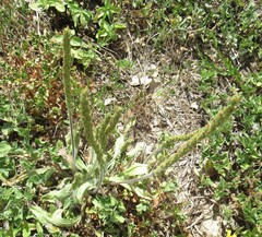 Plantago rhodosperma