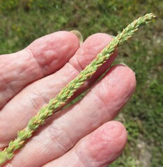 Plantago rhodosperma, photograph (c) Linda Jo Conn, some rights reserved (CC BY)