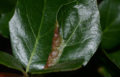 Stegophylla essigi