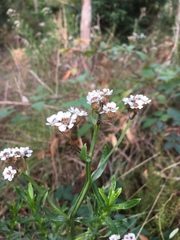 Ixodia achillaeoides