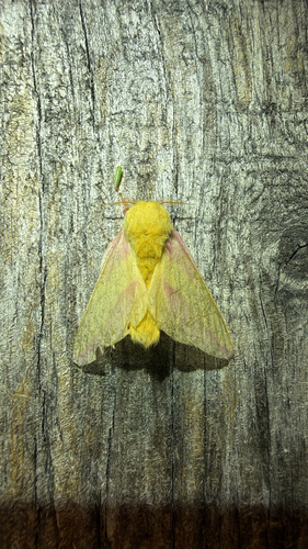 Rosy Maple Moth, photographed at Kingfisher Hollow