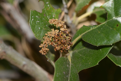 Callirhytis serricornis
