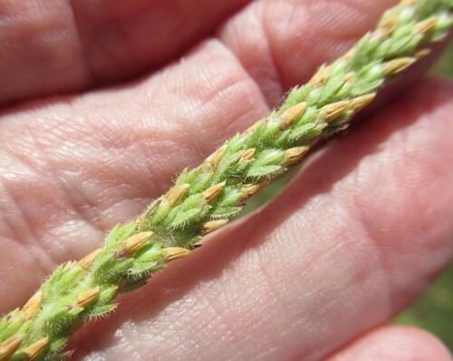Plantago rhodosperma, photograph 2