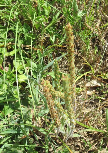 Plantago rhodosperma, photograph 3