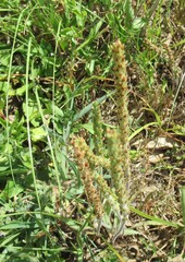 Plantago rhodosperma, photograph (c) Linda Jo Conn, some rights reserved (CC BY)