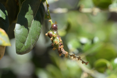 Callirhytis congregata