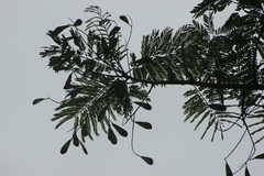 Schizolobium parahyba