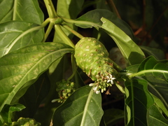 Morinda citrifolia