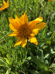 Wyethia