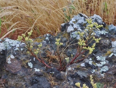 Dudleya multicaulis