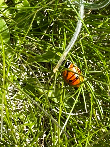 iNaturalist observation photo of Convergent Lady Beetle
