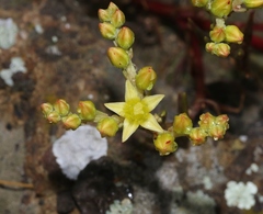 Dudleya multicaulis