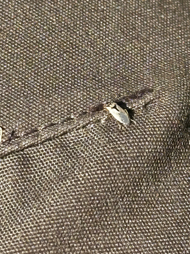 iNaturalist observation photo of Western Big-eyed Bug