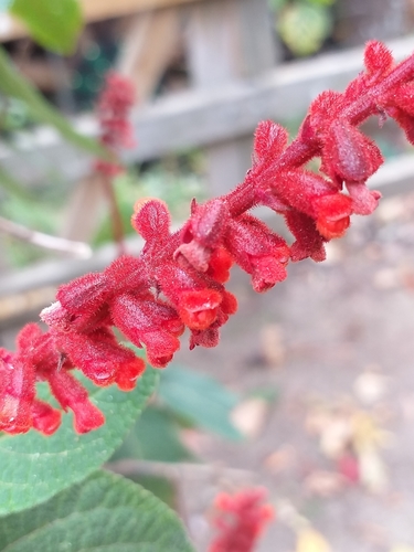 Sabra-spike Sage (Salvia confertiflora)