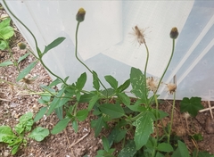 Tridax procumbens