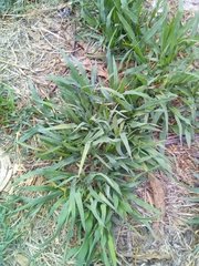 Poaceae