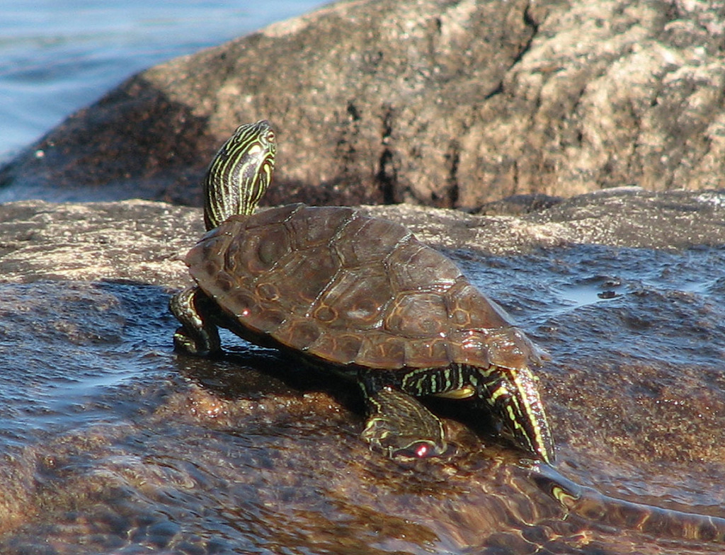 common map turtle (Priority species: Smokies Discovery Impact Day)#N ...